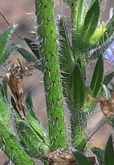 Echium lusitanicum