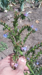 Echium lusitanicum