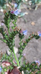 Echium lusitanicum