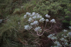 Euryops pectinatus pectinatus