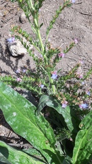 Echium lusitanicum
