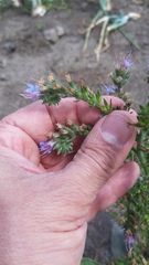 Echium lusitanicum