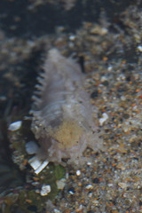 Eupentacta quinquesemita