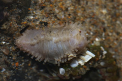 Eupentacta quinquesemita