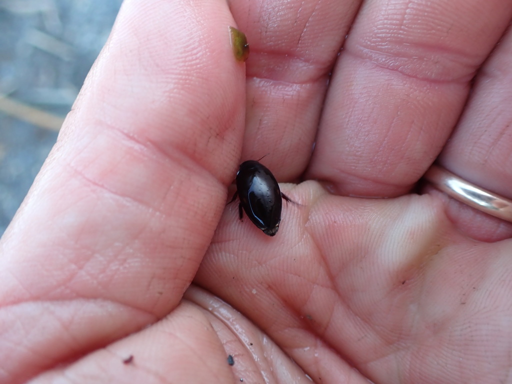 Ilybius quadrimaculatus