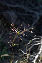 Muhlenbergia porteri