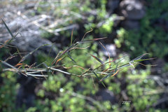 Muhlenbergia porteri