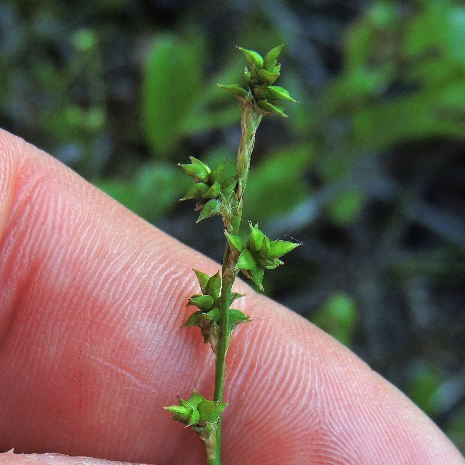 Carex seorsa