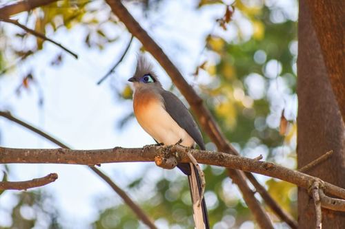 Crested Coua