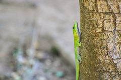 Phelsuma kochi
