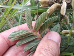 Millettieae