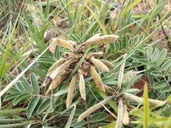 Millettieae