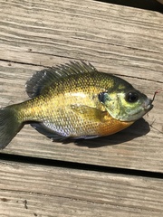 Lepomis macrochirus macrochirus