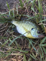 Lepomis macrochirus macrochirus