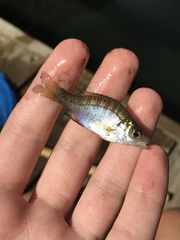 Lepomis macrochirus macrochirus