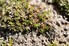 Eremogone kingii compacta