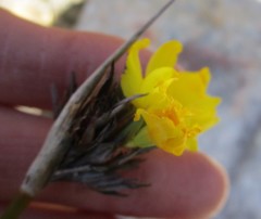 Bobartia macrospatha