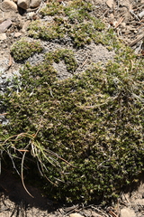 Eremogone kingii compacta