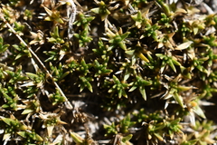 Eremogone kingii compacta