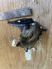 Myotis leibii