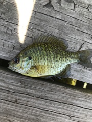 Lepomis gibbosus × macrochirus