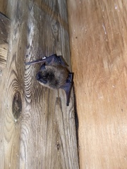 Myotis leibii