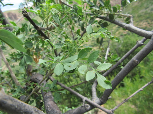 Image of Fraxinus gooddingii by (c) Jonathan Rodriguez, some rights reserved (CC BY)