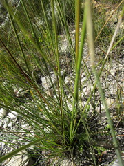 Bobartia macrospatha