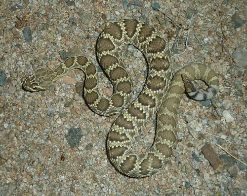 Mojave Rattlesnake