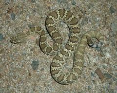 Mohave Rattlesnake photo 3