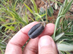 Crotalaria sagittalis