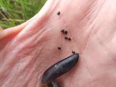 Crotalaria sagittalis