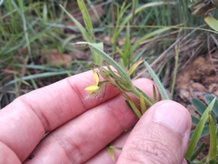 Crotalaria sagittalis