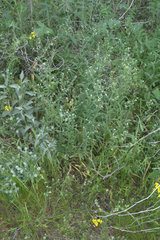 Lappula occidentalis occidentalis