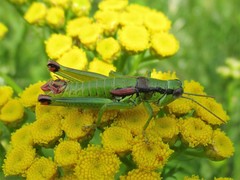 Odontopodisma decipiens