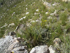 Bobartia macrospatha