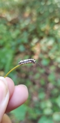 Desmia funeralis