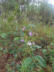 Penstemon campanulatus