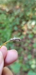 Desmia funeralis
