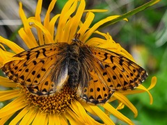 Boloria caucasica