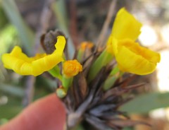 Bobartia macrospatha