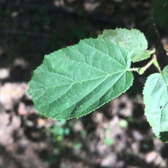Corylus avellana