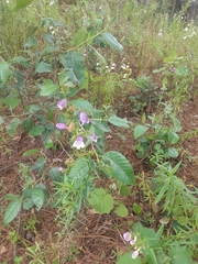 Penstemon campanulatus