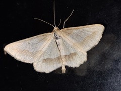 Aspitates acuminaria