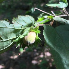 Corylus avellana
