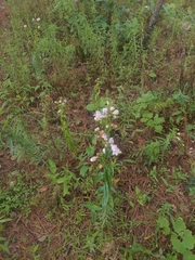 Penstemon campanulatus