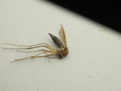 Aedes canadensis canadensis