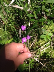 Calopogon tuberosus tuberosus