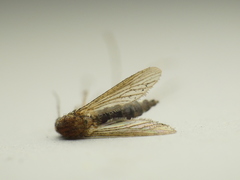 Aedes canadensis canadensis