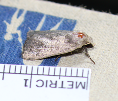 Protorthodes melanopis